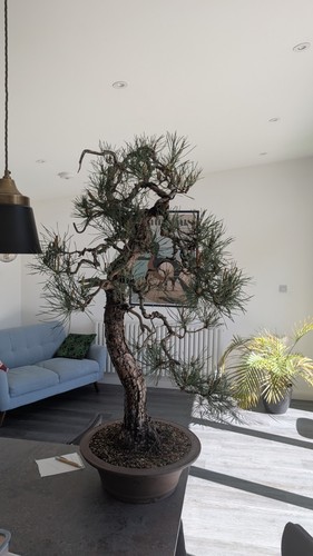 Large scots pine bonsai - large,