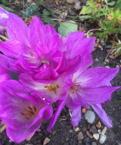 Colchicum giant 5 - colchicum,