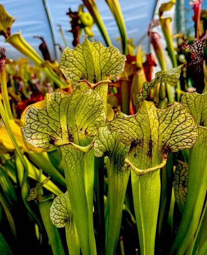 Sarracenia rita soper - soper, x