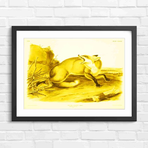 Vintage red fox - fox, caught