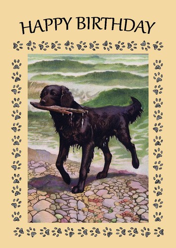 Flat coated retriever - flat, dog