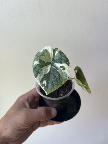 Alocasia melo albo juvenile - -,