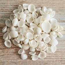 Small white cockle - white,