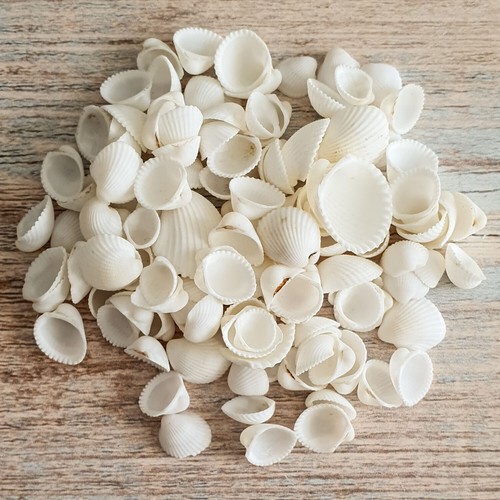 Small white cockle shells - small,