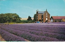 Caley Mill - Home Of Norfolk Lavender, HEACHAM, Norfolk