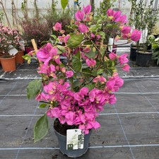 Bougainvillea Pink Trellis