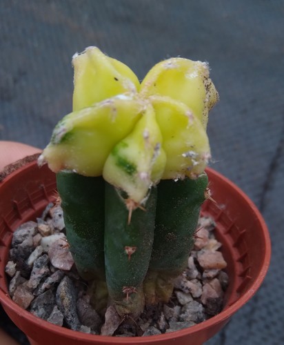 Variegated astrophytum - variegated,