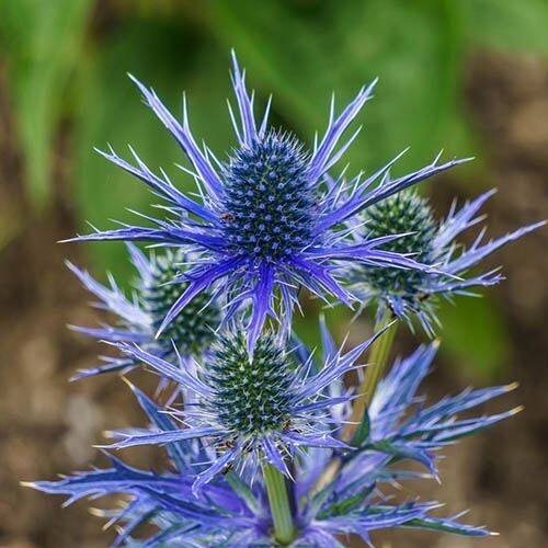 Handpicked eryngium planum - handpicked,