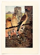 KESTREL -  1916 Antique Bird