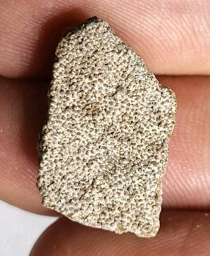 Saltasaurus egg shell dinosaur - egg,