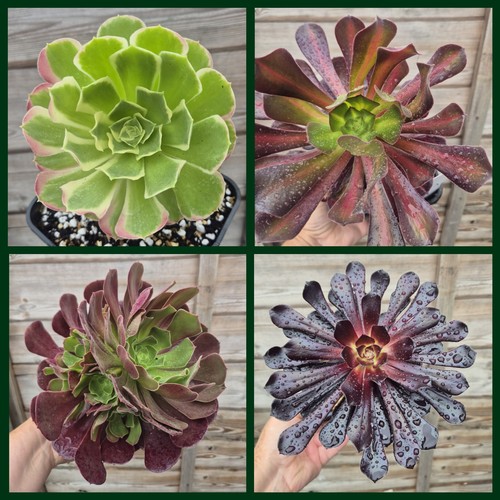 Aeonium bundle rooted - aeonium,