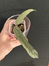 Hoya Pandurata Silver Plant