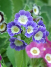 Garden or Border Auricula 