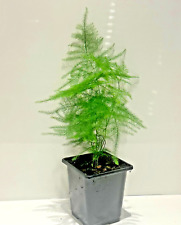 Asparagus Setaceus in 9cm pot, Asparagus Fern