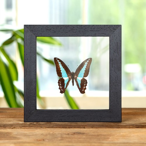 Blue triangle butterfly - blue,