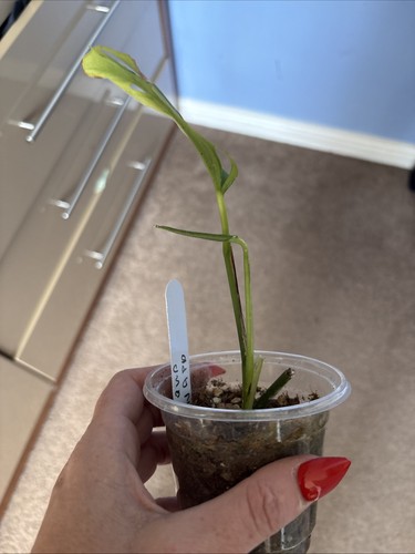 Monstera obliqua napo grown - monstera,