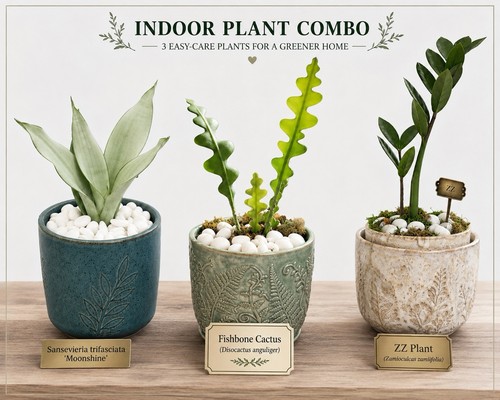 Indoor houseplant combo - 3x, |