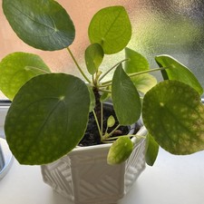 Chinese Money, Pilea, Missionary, UFO, Friendship House Plant, bare rooted 