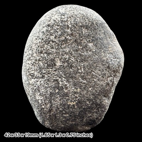 Ichthyosaur fossil bone - ichthyosaur,