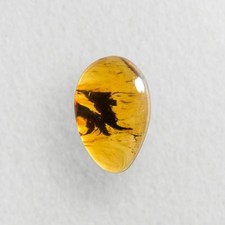 Unknown burmese burmite - in,