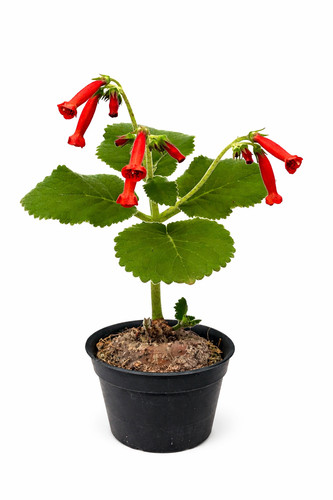 Sinningia lineata seeds - sinningia,