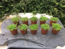 10x GREEN HELXINE SOLEIROLII