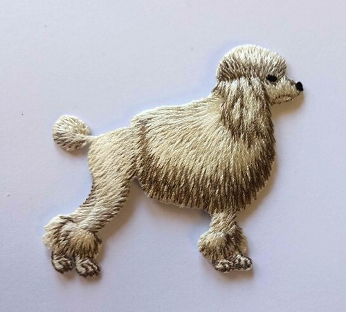 Poodle dog heat - poodle,