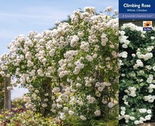 WHITE ROSE BUSH  CLIMBING