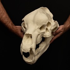 Monster Bear Skull Lifesize