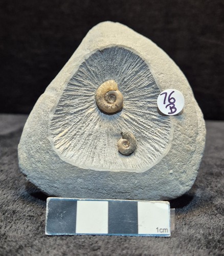 Duo ammonites - duo, of