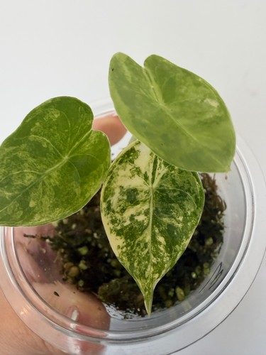 Alocasia pink dragon aurea - dragon,