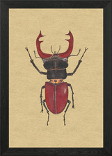 Stag beetle framed wall art - beetle,
