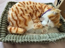Precious petzzz ginger - precious,