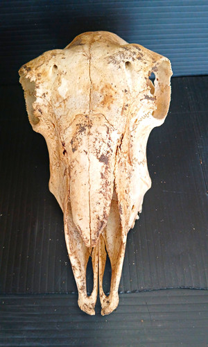 Animal skull bone specimen - animal,