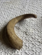 Sheep’s Horn Taxidermy