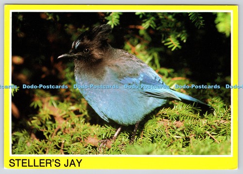 L362816 steller jay british - steller,