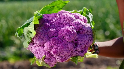Purple cauliflower plug plants - purple,