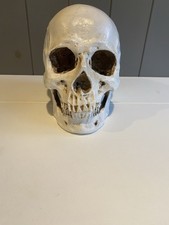 Resin Skull Replica Model
