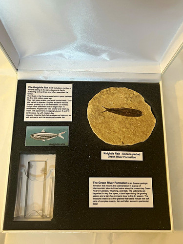 Knightia fish fossil eocene - knightia,
