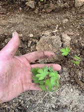 English Field Maple seedlings