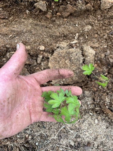 English field maple - field,