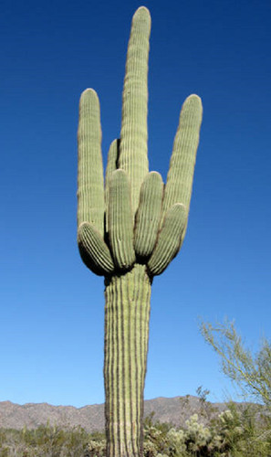 Saguaro cactus giant carnegia - cactus,