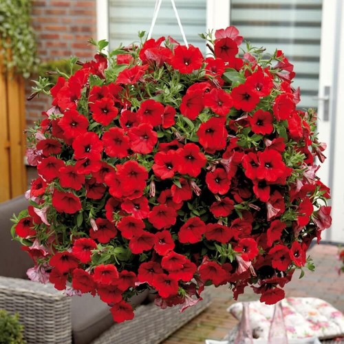Petunia surfinia plants - 3,