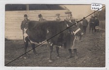 ALRESFORD  1913 Agricultural Show - Prize Winning Heifer from Fobdown Farm RP