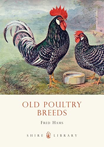 Old poultry breeds - poultry, (shire