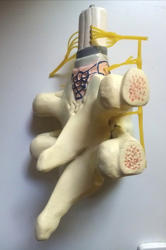 Spinal cord and nerve life - and,