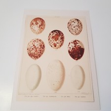 Antique Bird Egg c1890s print lithograph ornithology Frohawk Britain matted #3