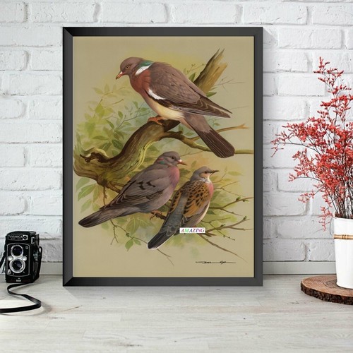 Basil ede british - birds, of