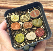 9pcs Single Head Lithops, Living Stones, 1.5-2.0cm Random Colour - Potted in 7cm