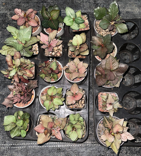 20pcs sale rare cacti - sale,